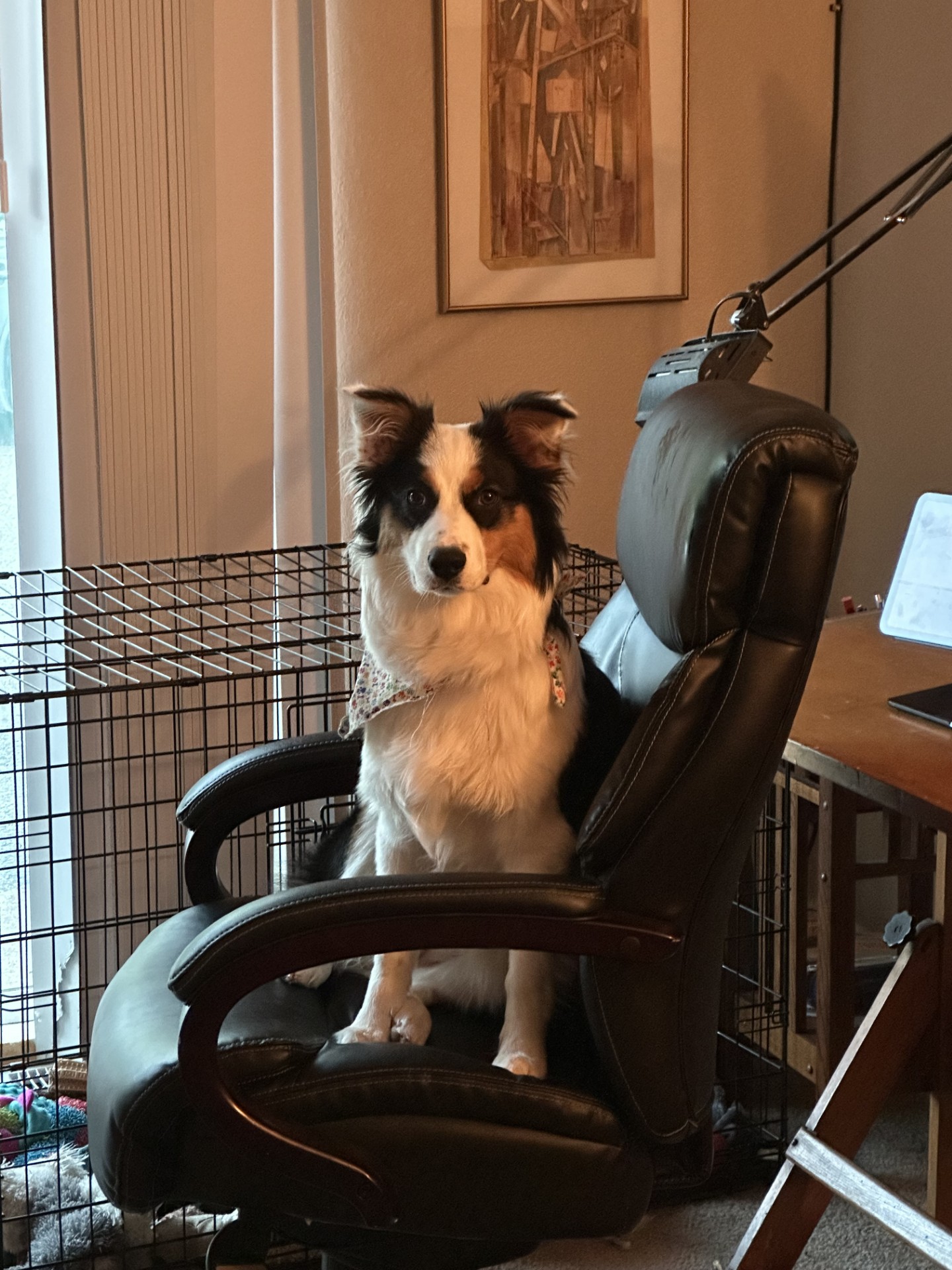 Ellie sitting in my home office chair