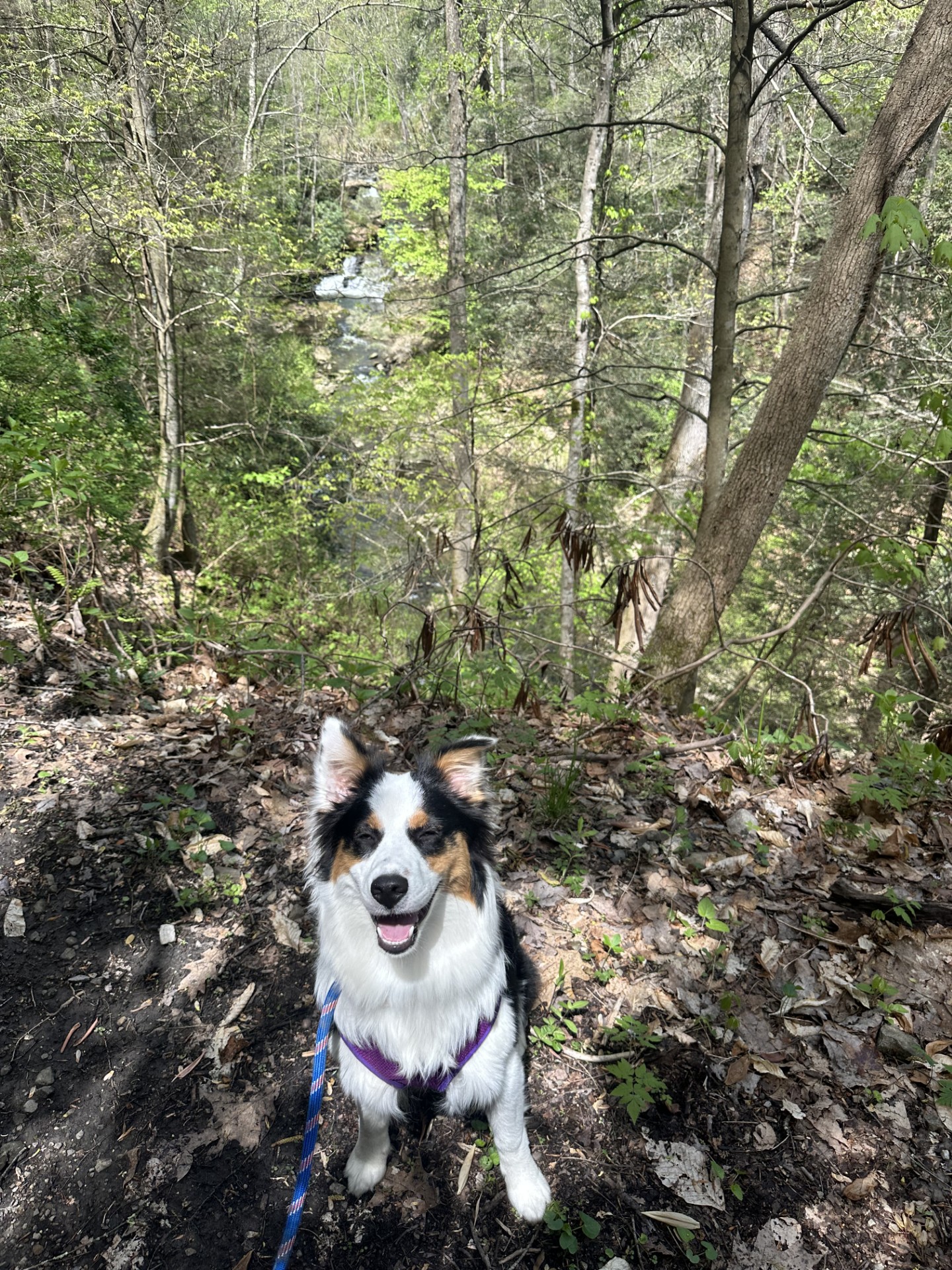 Ellie enjoying a sunny day at the waterfall