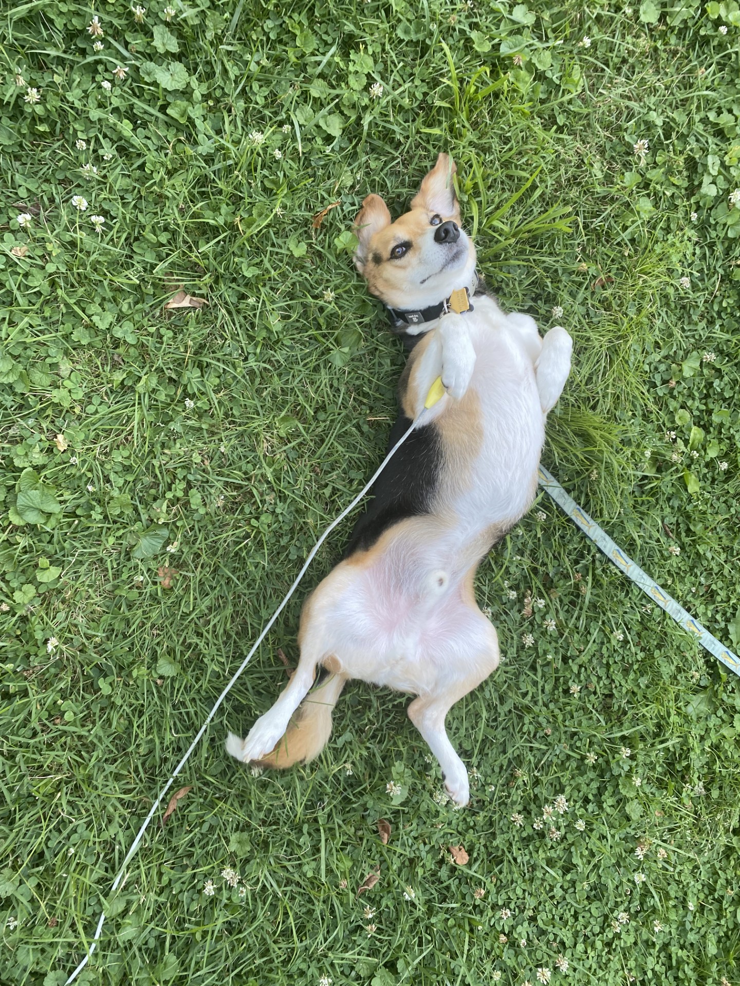 Scott laying in grass
